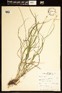 Carex cephalophora image