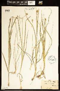 Carex cephalophora image