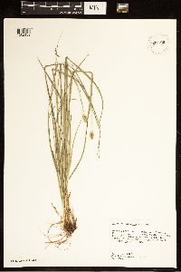 Carex cephalophora image