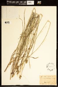 Carex cephalophora image