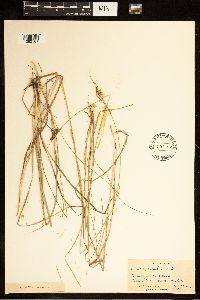 Carex cephalophora image