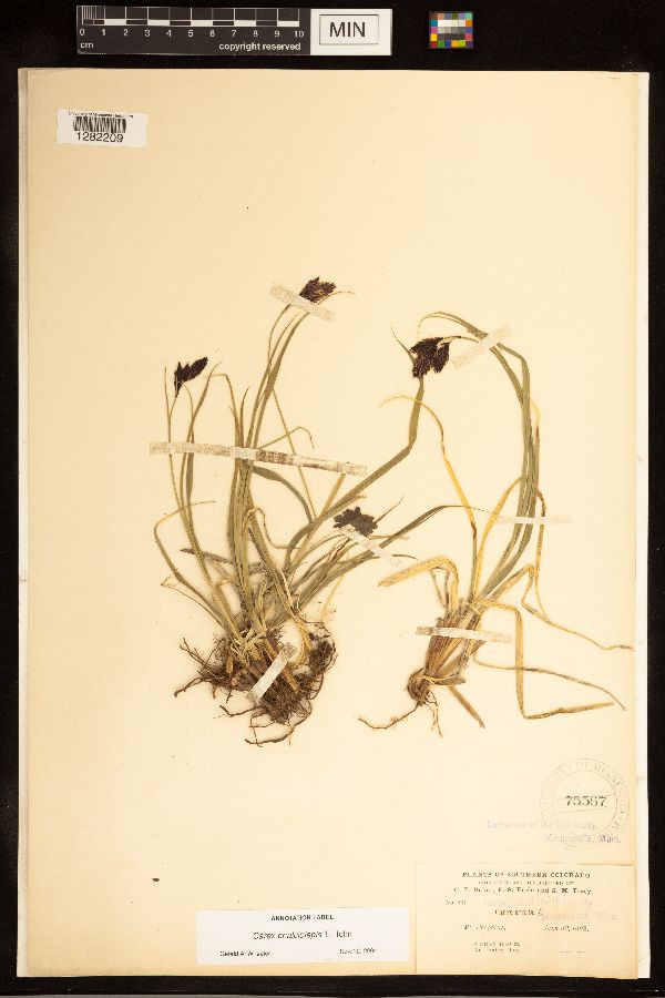 Carex chalciolepis image