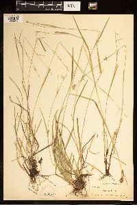 Image of Carex collinsii