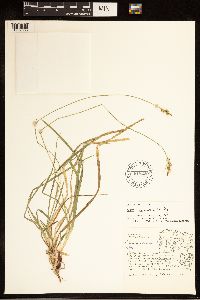 Carex communis image