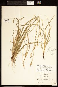 Carex communis image