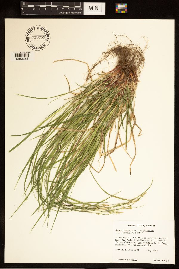 Carex communis var. amplisquama image