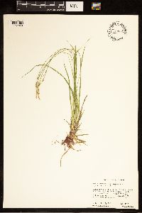 Carex communis var. amplisquama image