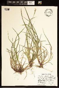Carex communis var. communis image