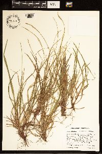 Carex communis var. communis image