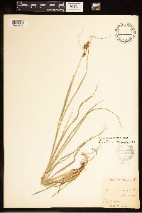 Image of Carex complanata