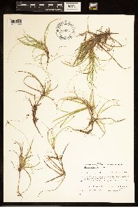 Carex concinna image