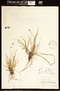 Carex concinna image