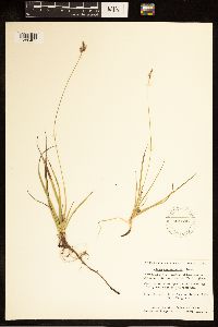 Image of Carex concinnoides