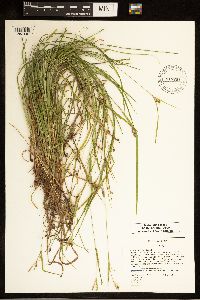 Image of Carex corrugata