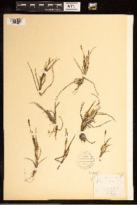 Carex crawei image