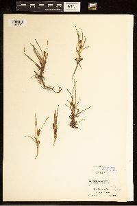 thumbnail image of current specimen