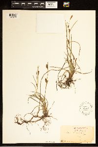 Thumbnail image of current specimen