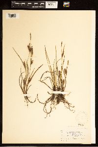 Carex crawei image