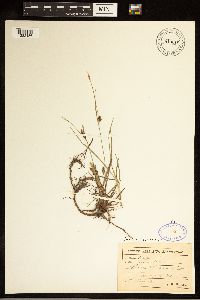 Carex crawei image