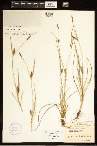 Thumbnail image of current specimen