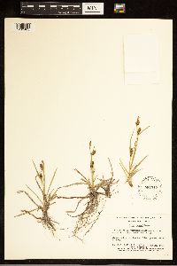 thumbnail image of current specimen