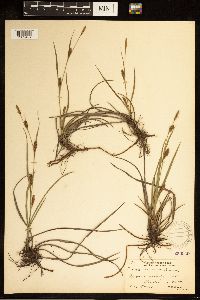 thumbnail image of current specimen