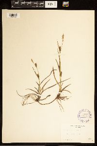 thumbnail image of current specimen