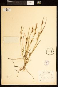 Carex crawei image