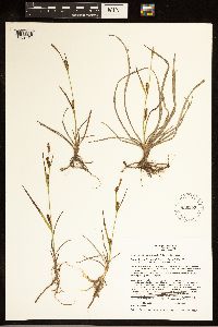 Carex crawei image