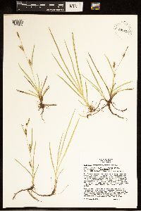 Carex crawei image