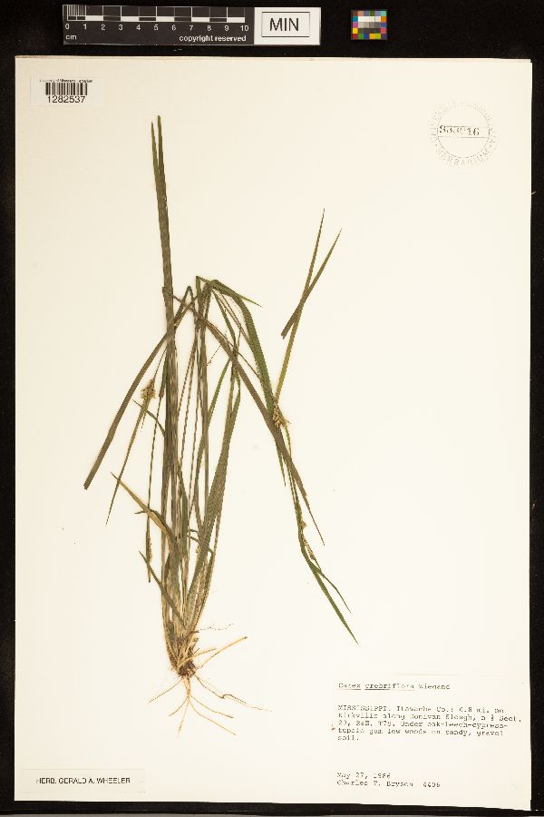 Carex crebriflora image