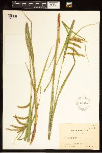 Carex crinita image
