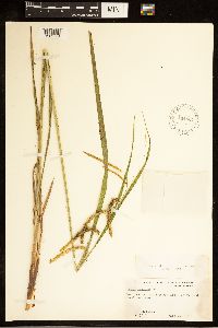 Carex crinita image