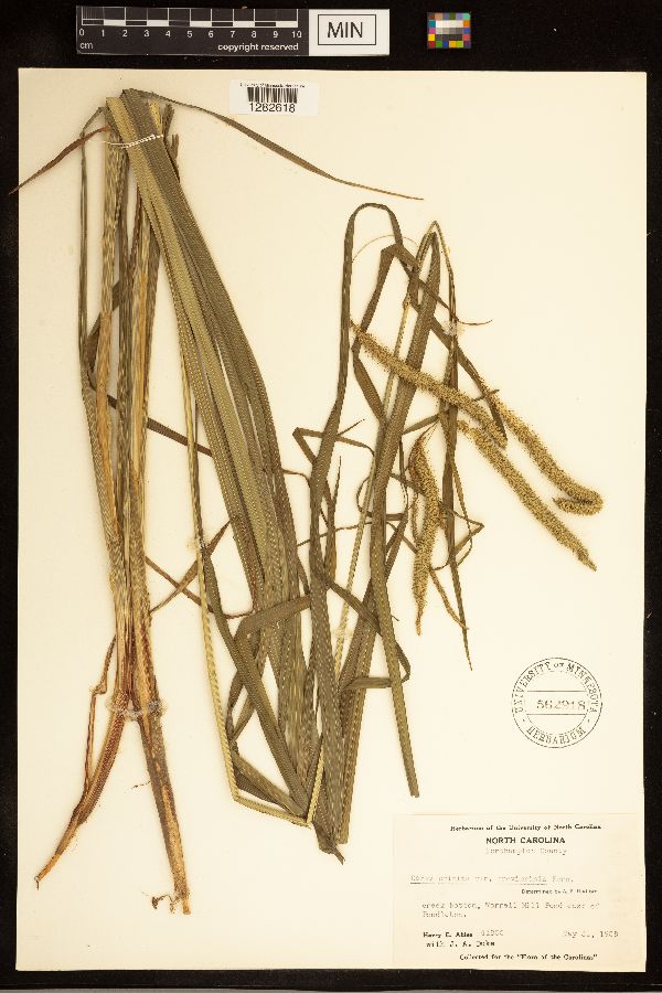 Carex crinita var. brevicrinis image