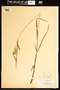 Image of Carex crinita x torta