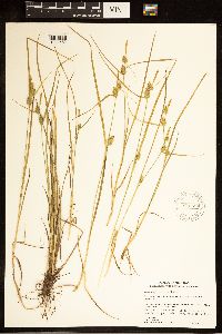 Carex cryptolepis image