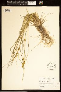 Carex cryptolepis image
