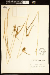 Carex cryptolepis image