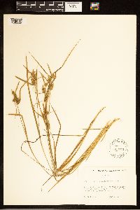 Carex cryptolepis image
