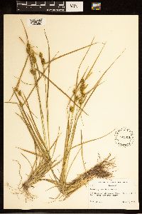 Carex cryptolepis image