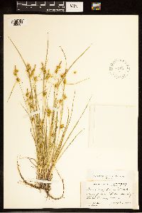 Carex cryptolepis image