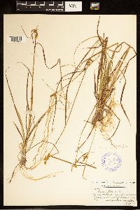 Carex cryptolepis image
