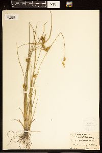 Carex cryptolepis image