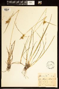 Carex cryptolepis image
