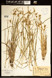 Carex cryptolepis image