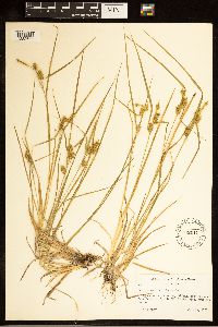 Carex cryptolepis image