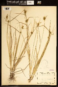 Carex cryptolepis image