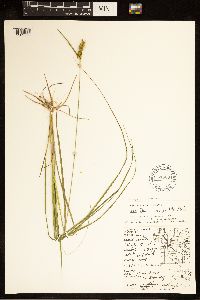 Carex cryptolepis image