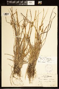 Carex cryptolepis image