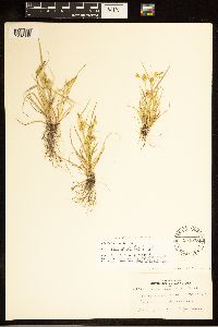 Carex cryptolepis image
